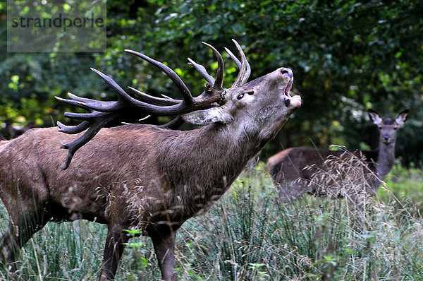 Rothirsch  Cervus elaphus  Hirsch  Europa  Tier  Herbst  Geweih  Deutschland