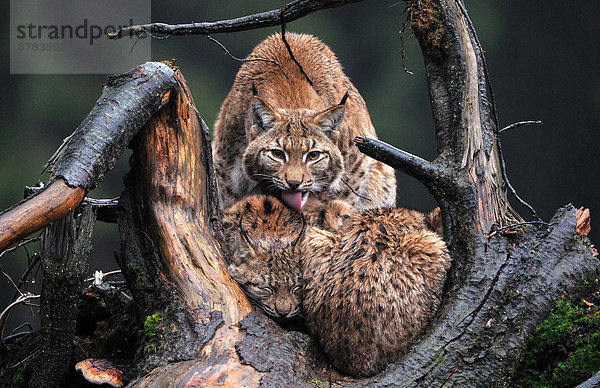 Wildkatze  Felis silvestris  Europa  Winter  Tier  Regen  Katze  Luchs  lynx lynx  Deutschland  Raubtier  Schnee