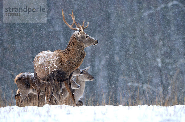 Rothirsch  Cervus elaphus  Hirsch  Europa  Winter  Tier  Herde  Herdentier  Geweih  Deutschland  Schnee