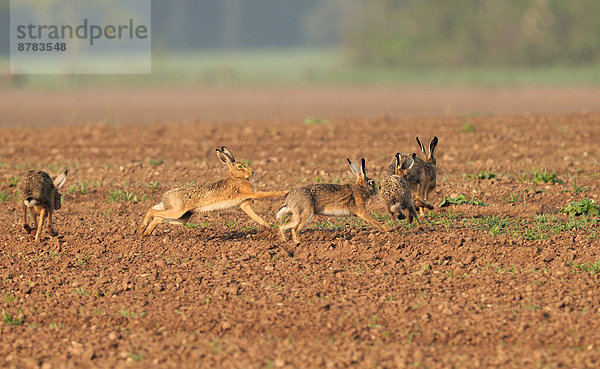 Feldhase  Lepus europaeus  Europa  fließen  Tier  Kaninchen  Hase  Deutschland
