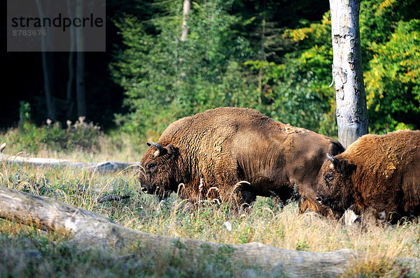 Wisent  europäischer Bison  Bison bonasus  Europa  Tier  Rind  Herbst  Bison  Deutschland