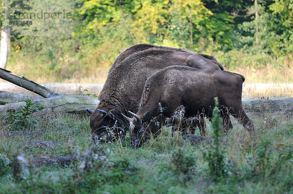 Wisent  europäischer Bison  Bison bonasus  Europa  Tier  Rind  Herbst  Bison  Deutschland