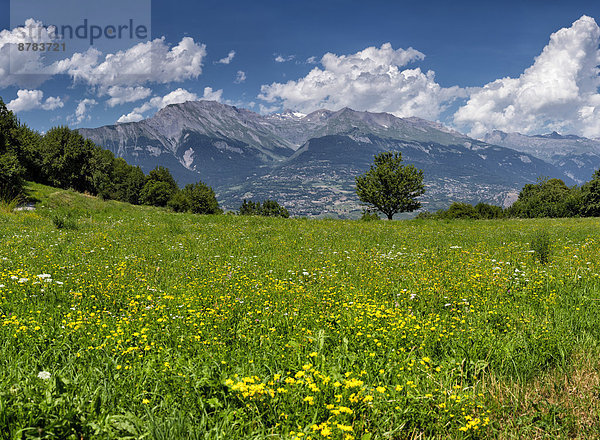 Europa  Berg  Blume  Sommer  Landschaft  Hügel  Feld  Wiese  Schweiz