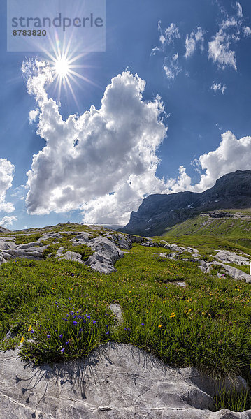 Europa  Berg  Wolke  Blume  Sommer  Landschaft  Hügel  Feld  Wiese  Schweiz