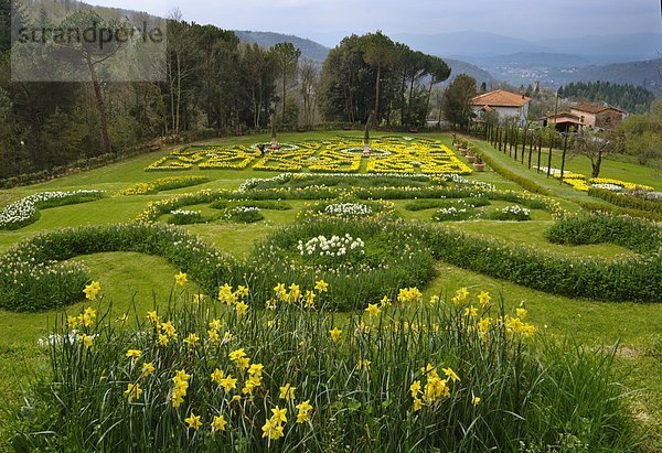 Narzisse Blume Garten Toskana Italien