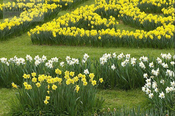 Narzisse Blume Garten Toskana Italien