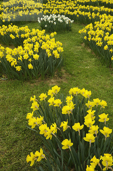 Narzisse Blume Garten Toskana Italien