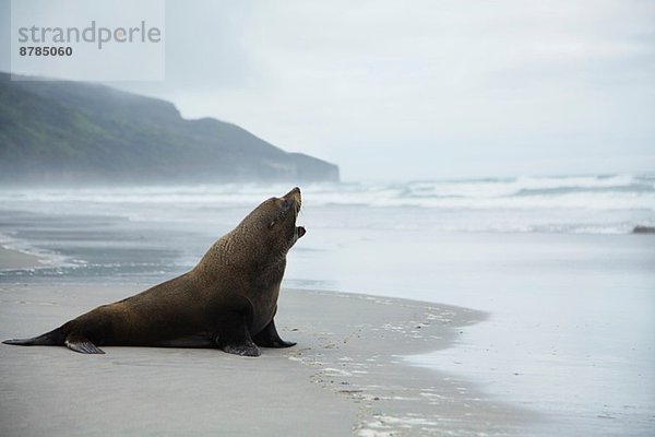Einsamer Seelöwe am Strand  Neuseeland