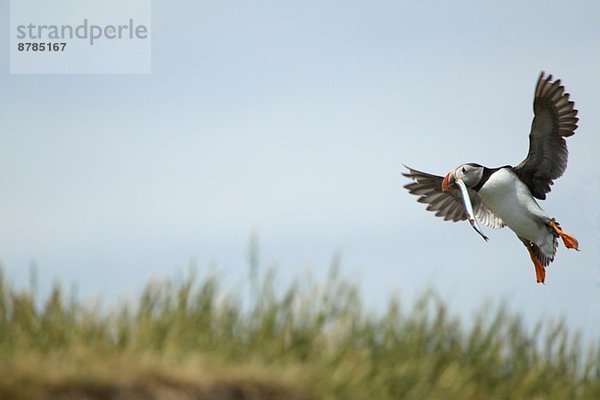 Papageitaucher im Flug mit Fisch im Mund  Farne Islands  Northumberland  England