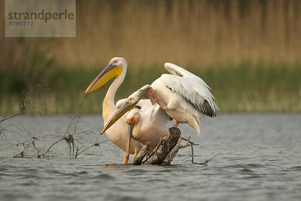 Weiße Pelikane  Donaudelta  Rumänien