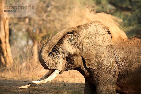 Elefant  Mana Pools Nationalpark  Simbabwe