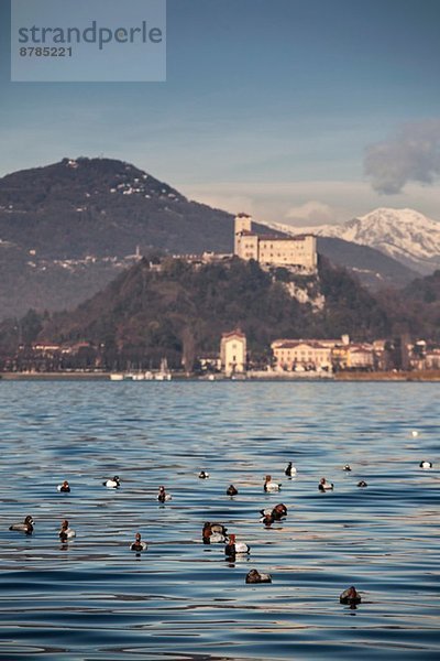 Castello di Angera  mit schwimmenden Enten auf dem Lago Maggiore  Italien