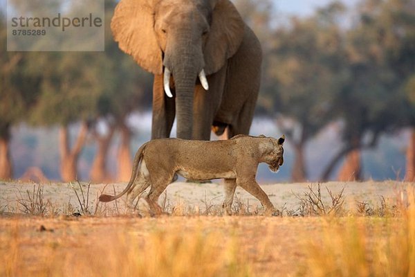 Löwin - Panthera leo - Wanderung am afrikanischen Elefantenbulle vorbei - Loxodonta africana  Mana Pools Nationalpark  Simbabwe  Afrika