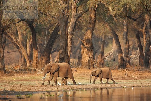 Afrikanische Elefanten - Loxodonta africana - im Morgengrauen an einem Wasserloch im Akazienwald vorbei  Mana Pools Nationalpark  Simbabwe  Afrika