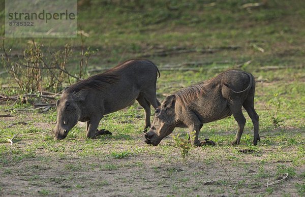 Warzenschwein (Phacochoerus aethiopicus) beim Fressen von Gras