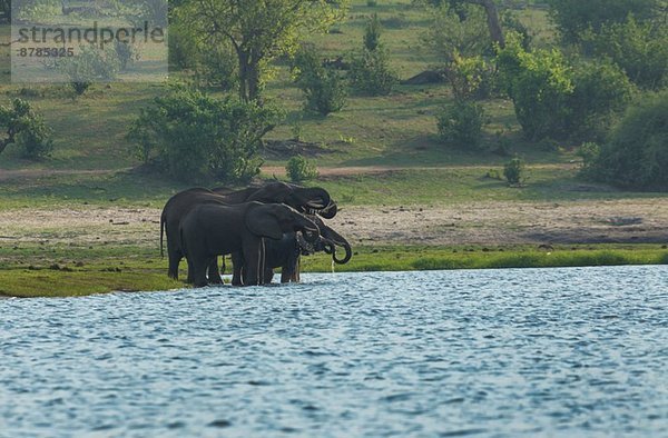 Afrikanische Elefanten (Loxodonta africana) beim Trinken im Chobe River