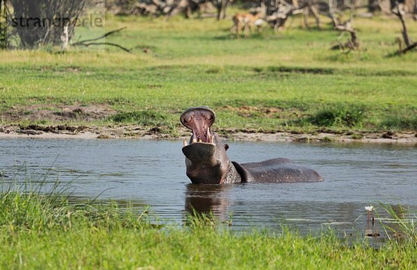 Gähnendes Flusspferd (Hippopotamus amphibius)