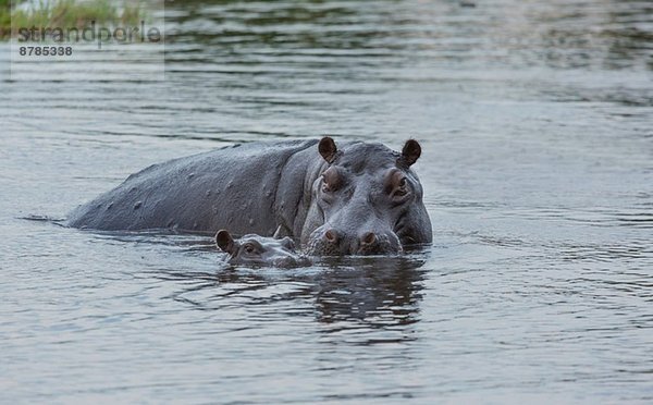 Hippo mit Baby (Hippopotamus amphibius)