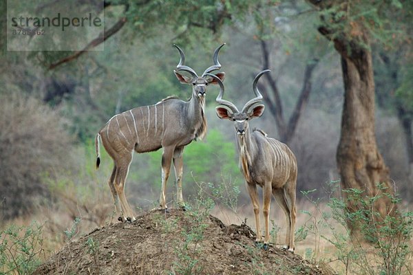 Kudu - Tragelaphus strepsiceros - zwei reife Bullen auf Termitenhügel stehend