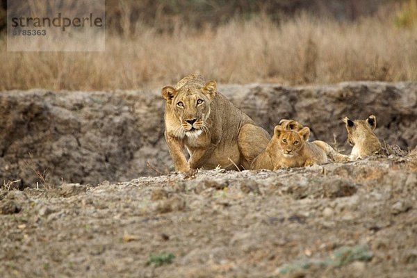 Schützende Löwin - panthera leo - entscheidet  ob sie aufladen soll