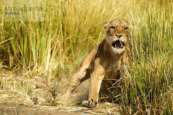Lioness - Panthera leo - Aufladung zum Schutz ihrer Jungen im Gras
