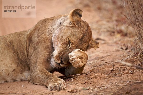 Löwin - Panthera leo