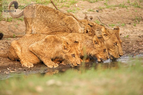 Löwin und Jungtiere - Panthera leo - Trinken am Bach