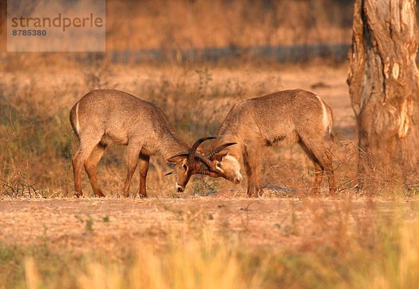 Wasserbock - Kobus ellipsiprymnus - junge Bullen  die im Morgenlicht sparsam sind