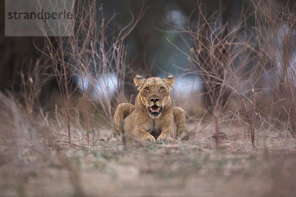 Löwin - Panthera leo - im Abendlicht