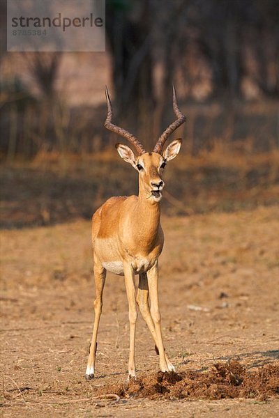 Impala - Aepyceros melampus - Widder