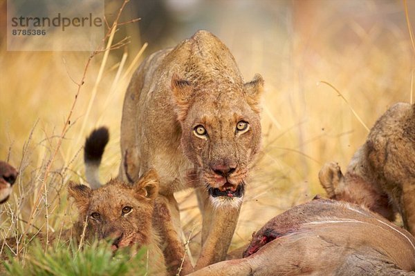 Löwin - Panthera leo - Fütterung am Kudu-Korpus