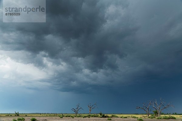 Sturmwolken über der Landschaft  Kasane  Chobe Nationalpark  Botswana  Afrika
