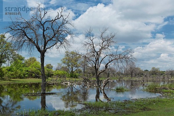 Sumpf  Okavango-Delta  Chobe-Nationalpark  Botswana  Afrika