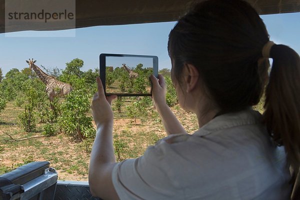 Frau fotografiert Giraffe mit digitalem Tablett vom Safari-Truck  Kasane  Chobe Nationalpark  Botswana  Afrika