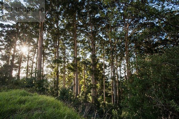 Baumreihe in Plantage auf grasbewachsenem Hügel