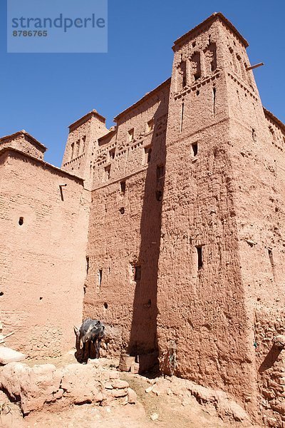 Karawane  zwischen  inmitten  mitten  Großstadt  Sahara  vorwärts  Richtung  befestigen  Marrakesch  Afrika  Campingwagen  Marokko