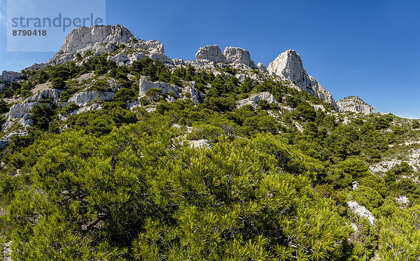 Frankreich Europa Berg Sommer Baum Landschaft Hügel Wald Holz Marseille Calanque