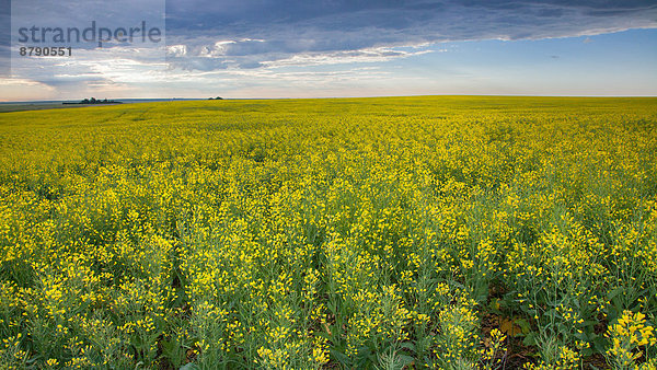 Landschaftlich schön  landschaftlich reizvoll  Landschaft  Landwirtschaft  Feld  Nordamerika  Alberta  Kanada