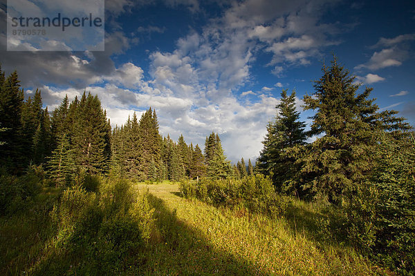 Landschaftlich schön  landschaftlich reizvoll  Beleuchtung  Licht  Landschaft  Nordamerika  Alberta  Kanada  Stimmung  Moor