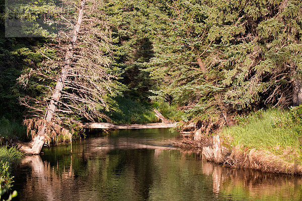 Landschaftlich schön  landschaftlich reizvoll  Wasser  Beleuchtung  Licht  Landschaft  Fluss  Bach  Nordamerika  Alberta  Kanada  Stimmung  Moor