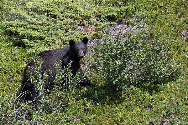 Bär  Schwarzbär  Ursus americanus  Tier  Säugetier  Nordamerika  Abraham Lake  Alberta  Kanada