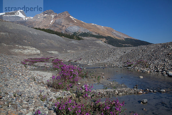 Nationalpark  Landschaftlich schön  landschaftlich reizvoll  Wasser  Berg  Blume  Landschaft  Pflanze  Fluss  Gletscher  Nordamerika  Rocky Mountains  Jasper Nationalpark  Alberta  Kanada