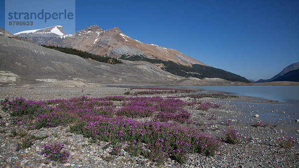 Nationalpark  Landschaftlich schön  landschaftlich reizvoll  Wasser  Berg  Blume  Landschaft  Pflanze  Fluss  Gletscher  Nordamerika  Rocky Mountains  Jasper Nationalpark  Alberta  Kanada