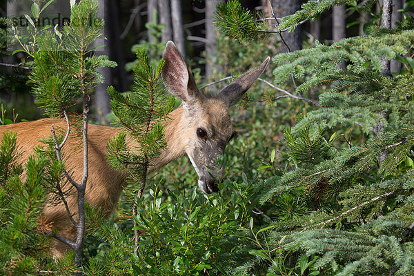 Nationalpark  Tier  Säugetier  Nordamerika  Jasper Nationalpark  Maultierhirsch  Odocoileus hemionus  Alberta  Kanada  Hirsch