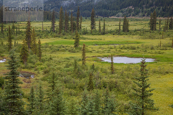Landschaftlich schön  landschaftlich reizvoll  Landschaft  Nordamerika  Sumpf  Rocky Mountains  Alberta  Kanada  Moor