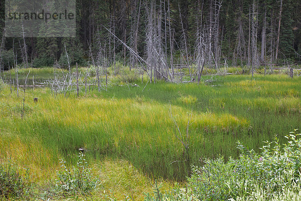 Landschaftlich schön  landschaftlich reizvoll  Landschaft  Nordamerika  Sumpf  Rocky Mountains  British Columbia  Kanada  Moor