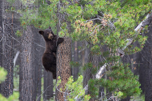 Bär  Schwarzbär  Ursus americanus  Nationalpark  Tier  Säugetier  Nordamerika  jung  Jasper Nationalpark  Alberta  Kanada