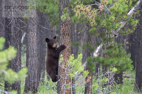 Bär  Schwarzbär  Ursus americanus  Nationalpark  Tier  Säugetier  Nordamerika  jung  Jasper Nationalpark  Alberta  Kanada