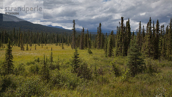 Landschaftlich schön landschaftlich reizvoll Landschaft Wald Holz Nordamerika Alberta Kanada