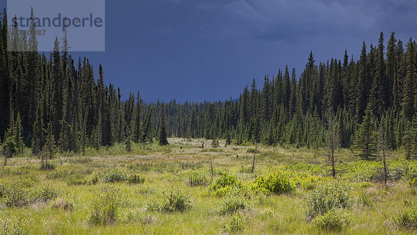 Landschaftlich schön landschaftlich reizvoll Beleuchtung Licht Landschaft Wald Holz Nordamerika Sumpf Alberta Kanada Stimmung Moor